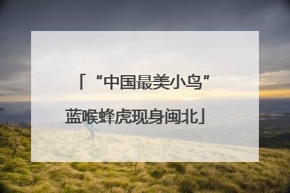 “中国最美小鸟”蓝喉蜂虎现身闽北