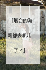 烟台的海鸥都去哪儿了？