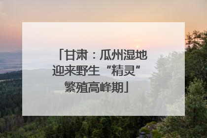 甘肃：瓜州湿地迎来野生“精灵”繁殖高峰期