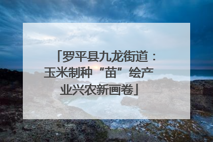罗平县九龙街道：玉米制种“苗”绘产业兴农新画卷