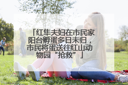 红隼夫妇在市民家阳台孵蛋多日未归，市民将蛋送往红山动物园“抢救”