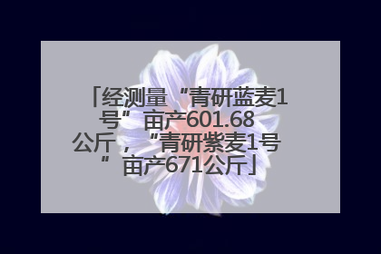 经测量“青研蓝麦1号”亩产601.68公斤，“青研紫麦1号”亩产671公斤