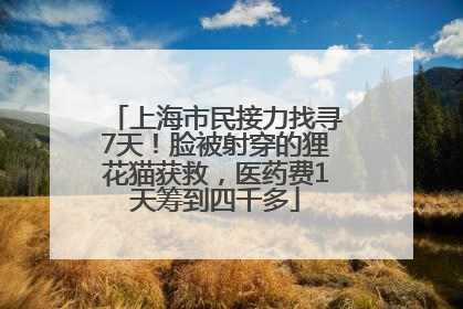 上海市民接力找寻7天！脸被射穿的狸花猫获救，医药费1天筹到四千多