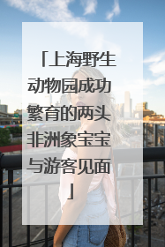 上海野生动物园成功繁育的两头非洲象宝宝与游客见面