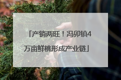 产销两旺！冯卯镇4万亩鲜桃形成产业链