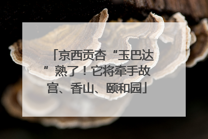 京西贡杏“玉巴达”熟了！它将牵手故宫、香山、颐和园
