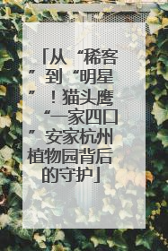 从“稀客”到“明星”！猫头鹰“一家四口”安家杭州植物园背后的守护