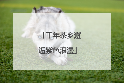 千年茶乡邂逅紫色浪漫