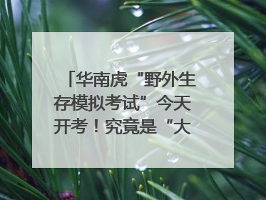 华南虎“野外生存模拟考试”今天开考！究竟是“大猫” 还是顶级猎食者？