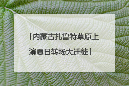 内蒙古扎鲁特草原上演夏日转场大迁徙