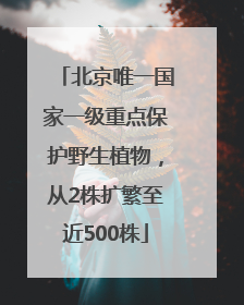 北京唯一国家一级重点保护野生植物，从2株扩繁至近500株