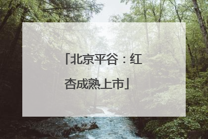 北京平谷：红杏成熟上市