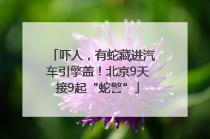 吓人，有蛇藏进汽车引擎盖！北京9天接9起“蛇警”