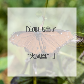 宜职飞出了“火凤凰”