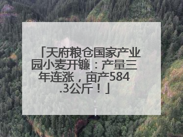 天府粮仓国家产业园小麦开镰：产量三年连涨，亩产584.3公斤！