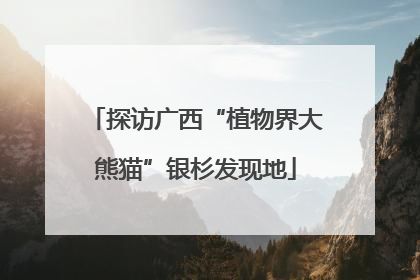 探访广西“植物界大熊猫”银杉发现地