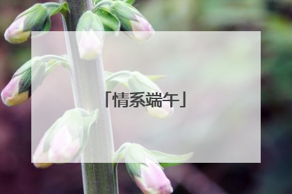 情系端午