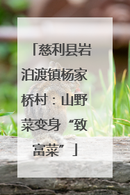 慈利县岩泊渡镇杨家桥村：山野菜变身“致富菜”