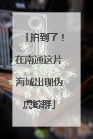 拍到了！在南通这片海域出现伪虎鲸群