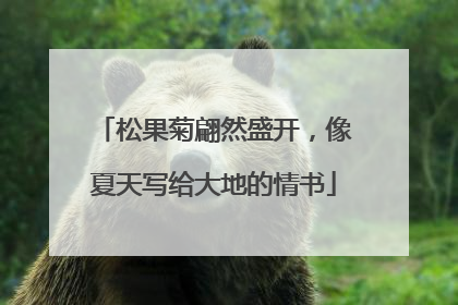 松果菊翩然盛开，像夏天写给大地的情书
