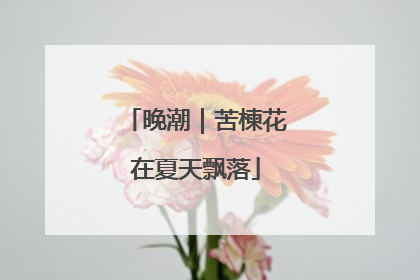 晚潮｜苦楝花在夏天飘落