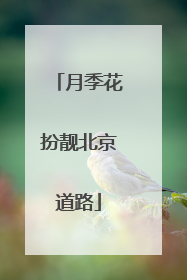 月季花扮靓北京道路
