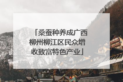 桑蚕种养成广西柳州柳江区民众增收致富特色产业