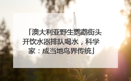 澳大利亚野生鹦鹉街头开饮水器排队喝水，科学家：成当地鸟界传统