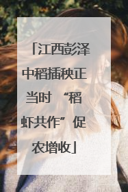 江西彭泽中稻插秧正当时 “稻虾共作”促农增收