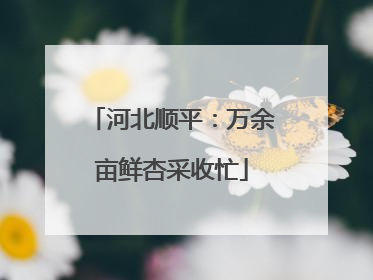 河北顺平：万余亩鲜杏采收忙