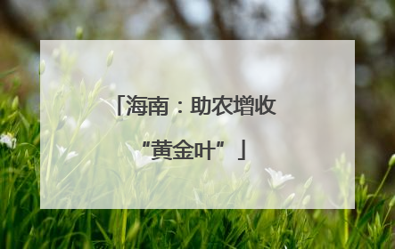 海南：助农增收 “黄金叶”
