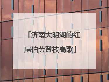 济南大明湖的红尾伯劳登枝高歌