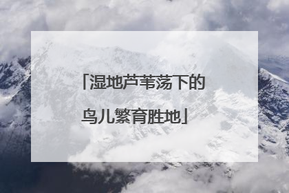 湿地芦苇荡下的鸟儿繁育胜地