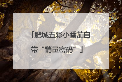 肥城五彩小番茄自带“销量密码”