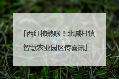 西红柿熟啦！北臧村镇智慧农业园区传喜讯
