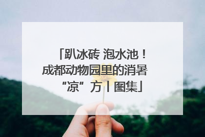 趴冰砖 泡水池！成都动物园里的消暑“凉”方丨图集