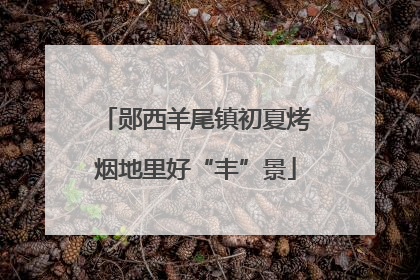 郧西羊尾镇初夏烤烟地里好“丰”景