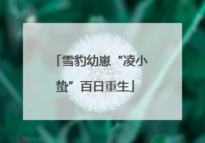 雪豹幼崽“凌小蛰”百日重生