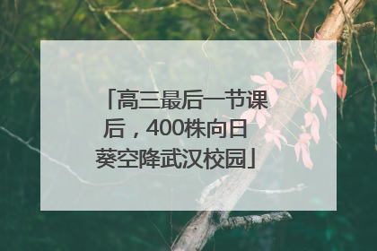 高三最后一节课后，400株向日葵空降武汉校园