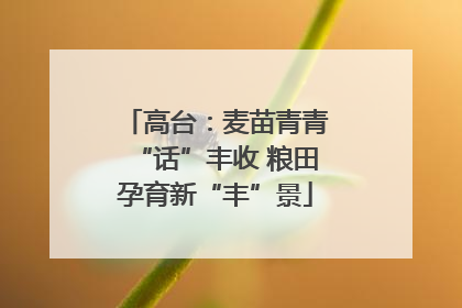 高台：麦苗青青“话”丰收 粮田孕育新“丰”景