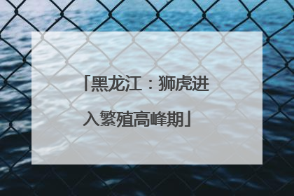黑龙江：狮虎进入繁殖高峰期