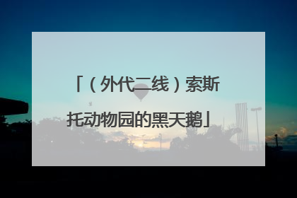 （外代二线）索斯托动物园的黑天鹅