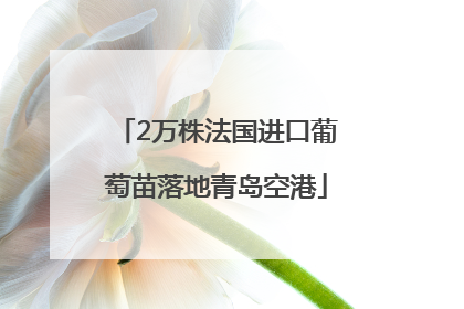 2万株法国进口葡萄苗落地青岛空港